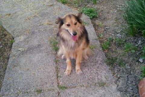 Pippo a.k.a. Duggie felice